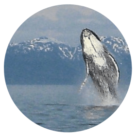 Glacier Wind Charters | Icy Strait Point Whale Watching & Excursions